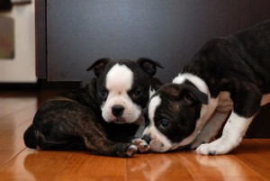 Boston Terrier Puppies for any good home!!