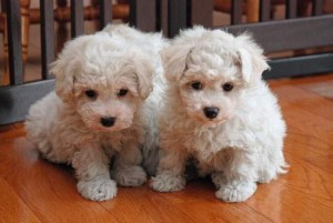 Beautiful Bichon Frise Puppies for pet loving family