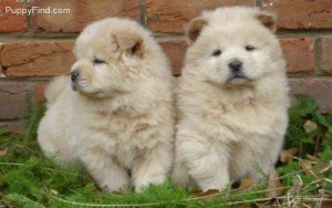 Excellent Chow Chow Puppies for rehoming