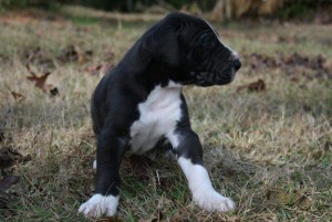 Great Dane puppies for sale soo cheap