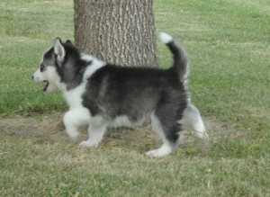 adorable Siberian husky puppy ready for re home