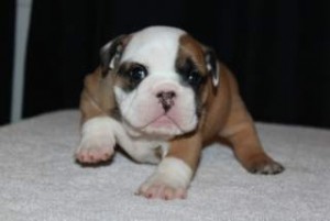 Nice Looking English Bulldog Puppies For Free Adoption