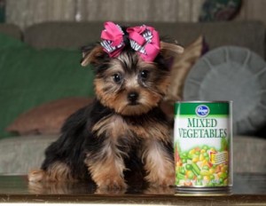 Gorgeous AKC tiny Yorkie Puppies For Adoption