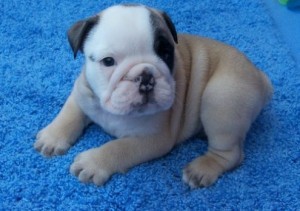 100% Charming Baby English Bulldog .