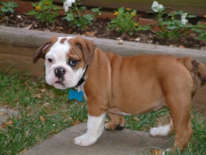 Male And Female Home Raise English Bulldog Puppies