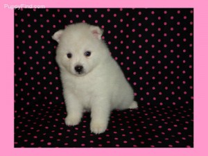 Outstanding Pure Breed American Eskimo Puppies