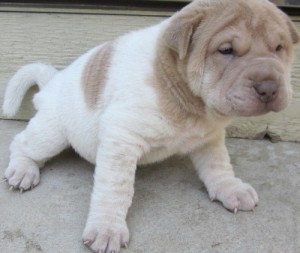 Manificient Silver Coloured Chinese Shar-pei Puppies for adoption