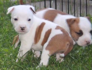 Beautiful American Staffordshire Terrier puppies