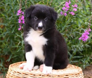 We have 2 Gorgeous Border Collie Puppies