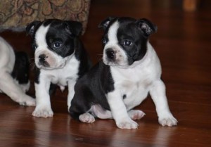 Cute Boston Terrier puppies for sale