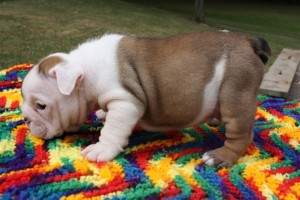 TWO ENGLISH BULLDOG PUPPIES LOOKING FOR A CARING HOME