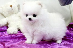 Pomeranians available for homes...