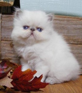 Beautiful Male And Female Himalayan kitten for Sale