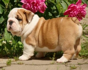 Beautiful Male And Female English Bulldog Puppies for Sale