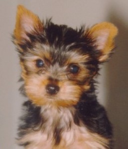 CUTE AND ADORABLE TEA CUP YORKIE PUPPIES FOR ADOPTION..