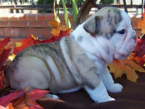 Cute and Adorable female and Male English bulldog For Adoption