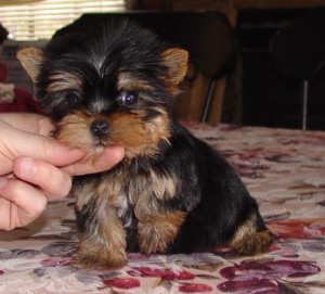 Sweet teacup yorkie babies