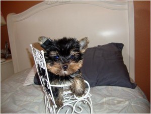 yorkie puppies for adoption