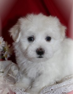 Beautiful Maltese Pups Ready For New Homes Today