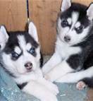 siberian husky puppies