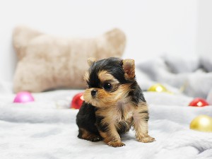 Nice T-Cup Yorkie puppies ready for a new home