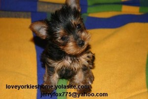 Gorgeous Male and Female Tea-cup Yorkie Puppies for good homes