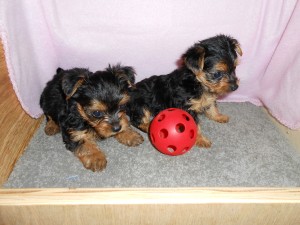 soft and gorgeous yorkie puppies for sale