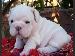 English Bulldog Puppies Available.(501)588-1392