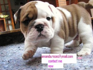 Male and Female english bullog puppies for adoption