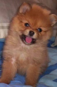 cute and well trained pomnimerian puppies for sale