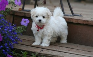 Adorable Teacup Maltese  Puppies For Adoption