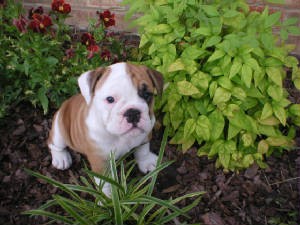 lovely bulldog in need of a family..