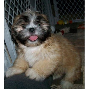 adorable shih tzu puppies