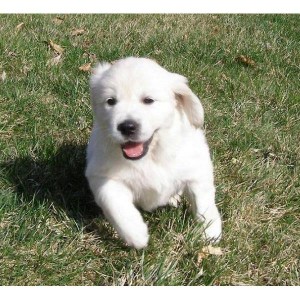 wonderful golden retriever puppies