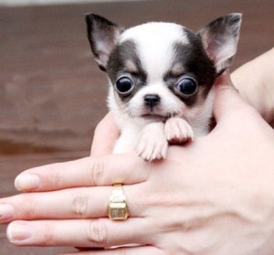 Baby cute angels Healthy, most Affectionate Chihuahua Puppies to offer for Free Adoption.