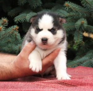 Cute and Gorgeous Siberian Husky Puppies