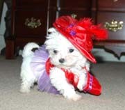 TeaCup Maltese Babies Ready For new homes