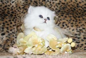 Teacup Persian Kittens For Sale