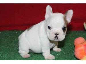 Home raised french bulldog  puppy  for a home