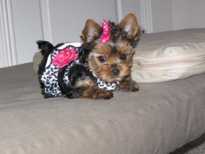 Awesome Cutties TeaCup Tiny Yorkie puppies for free Adoption