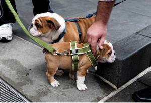 Healthy English bulldog Puppies For Adoption