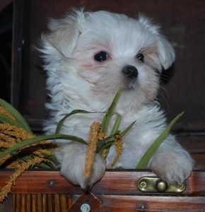 Top Quality Pure White Teacup Maltese Puppies(Potty Trained and Crate)