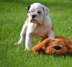 Gorgeous Bulldog Puppies