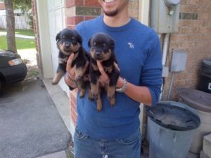 Purebreed German Rottweiler Puppies 14wks old now