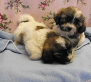 Adorable Shih-chon Puppies,