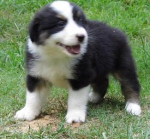 Australian Shepherd puppies for a wonderful home.