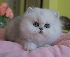 sweet persian kitty for good home.