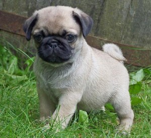 HOME TRAINED MALE AND FEMALE PUG PUPPIES FOR YOUR KIDS