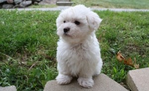 Pure White Maltese Puppies for adoption . Please contact us with your Mobile Number