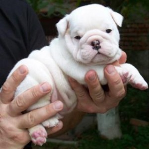 HEALTHY ENGLISH BULLDOG PUPPIES FOR ADOPTION